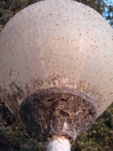 Settembre 2011 : lampione sul pontile di Isola Maggiore