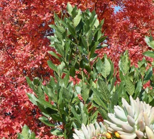 P1080461 - REMANIEE 2