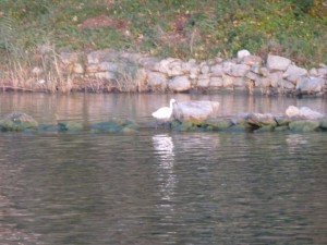 Garzetta all'Isola Maggiore