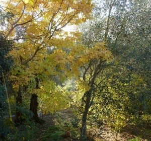 Jeux de lumière dans les frondaisons qui longent la strada... - 27/11/2011