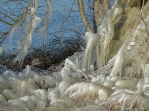 Détail du pied de cet arbre
