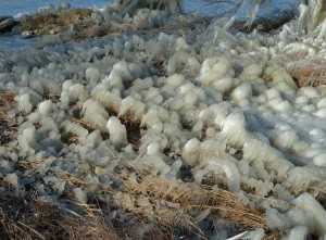 Autre détail du soubassement de cet arbre
