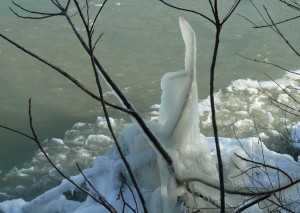 Autre sculpture de glace enrobant un arbre du Lungolago