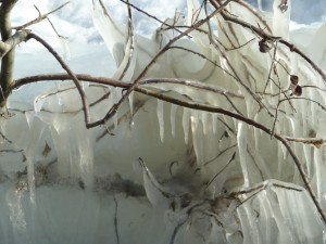 Oeuvre d'art de la Nature au lungolago de l'Isola Maggiore (détail)