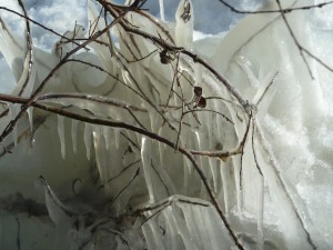 Oeuvre d'art de la Nature au lungolago de l'Isola Magiorre (détail)...