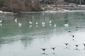 Proprio accanto al pontile è stato anche il luogo di ritrovo degli uccelli del lago... !!!