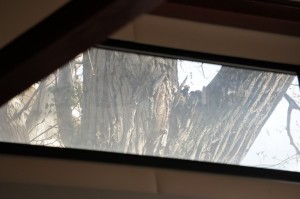 Un tiers imprévu et bien indiscret nous lorgnait à travers la grande lucarne de la véranda où nous mangions.