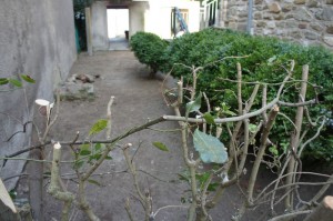 Leur jardin après l'intervention de quelques isolani...