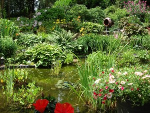 Fabienne, véritable paysagiste de notre petit étang à Villers-la-Ville...