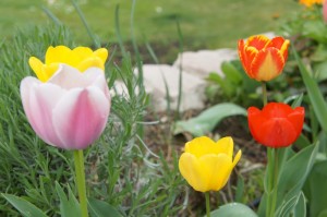 Tulipes "hollandaises" de mon beau-père dans notre jardin à l'Isola Maggiore...