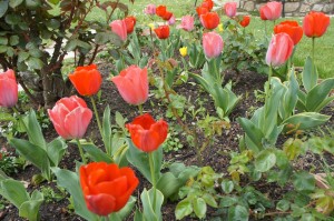 Parterre de tulipes "hollandaises" dans notre jardin de l'Isola Maggiore...