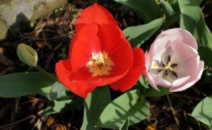 Quelques "couples" sympathiques...