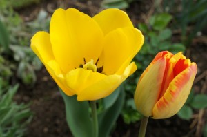 Quelques "couples" sympathiques...