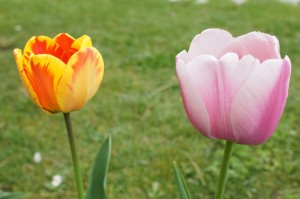 Quelques "couples" sympathiques...