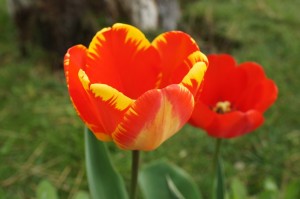 Quelques "couples" sympathiques...