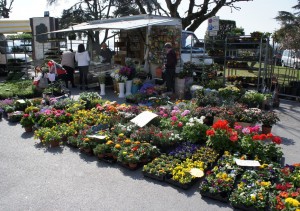 Piazza Gramsci, l'horticulteur favori de Fabienne...