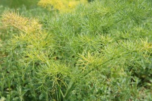 Début de la métamorphose du vert au jaune...