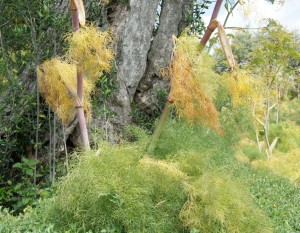 Les tiges s'individualisent davantage et perdent leur beau vert.