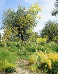 L'embrasement se cantonne désormais au pied de la plante.