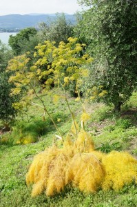 Le dernier flamboiement de la plante apparait désormais surtout à son pied...