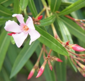 Par-ci, par-là, une première fleur est déjà éclose...