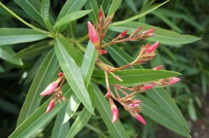 Les lauriers roses bourgeonnent généreusement...