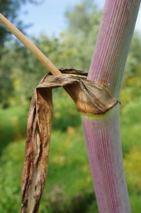 Structure "cannelée" de sa tige.