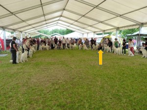 Campione del Mondo, Salisburgo, Austria, 2012 : Apache Zuni (freccia) e la signora Giuseppina Sfamurri