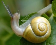 Le colimaçon, vedette incontestable du moi de mai !