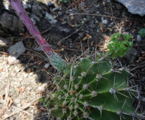 11/06/2012 : vue par l'arrière.