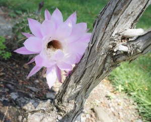 11/06/2012 : vue par l'avant...