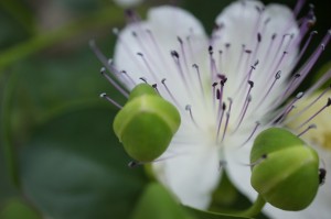 Une fleur éclose et deux boutons floraux.