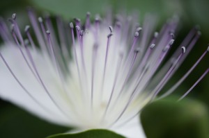 Comme le bouquet final d'un feu d'artifice, la gerbe des étamines violettes dépassant de la corolle...
