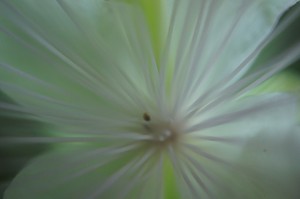 Au coeur de la fleur...