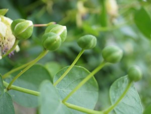 Boutons floraux déjà trop développés que pour être cueillis utilement !