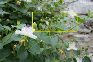 Boutons floraux du câprier.