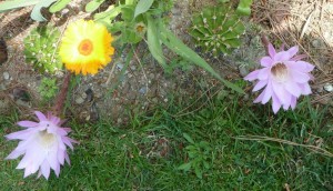 Les deux cactus - 28/05/2011