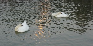 Un dernier clin d'oeil du soleil couchant, et les voilà prêts à s'endormir bercés doucement par les flots