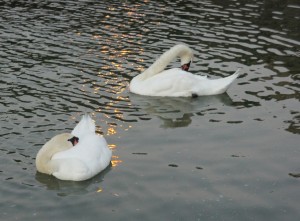 Le deuxième cygne se prépare lui aussi à nicher sa tête sous son aile...