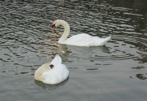 Au coucher de soleil, les cygnes s'installent progressivement pour la nuit...