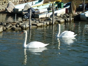 Le couple de cygnes de l'Isola Maggiore