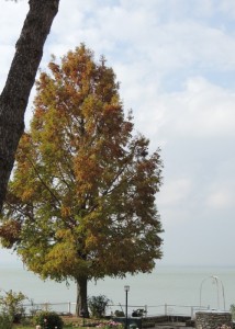 Virage brutal de la belle couleur verte de nos pins du Mississipi.