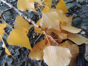 Les feuilles jaunissent et tombent le long du "lungolago" - Isola Maggiore, 27/10/2012
