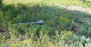 La structure métallique de l'étoile et de sa traînée se trouve comme abandonnée dans l'herbe derrière le moulin, attendant son heure de gloire !