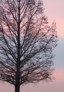 Un de nos deux pins du Mississipi qui encadrent notre terrasse au bord du lac - 4/01/2013, 16:49