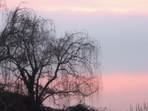 Photo de l'arbre sur la rive de notre voisin de gauche prise de notre jardin - 4/01/2013, 16:54