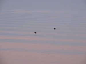 Deux poules d'eau évoluent sur les remous bicolores créés par le passage du traghetto - 4/01/2013, 16:53