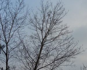 Envolée vers la ciel.