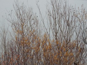 Arbustes et poules d'eau.