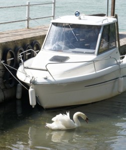 "Fiocco", le cygne mâle évolue dans notre darsena privée - 25/05/2012.
